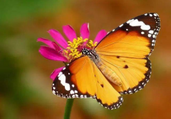 <b>中国蝴蝶的种类大全，蝴蝶的种类哪些？</b>