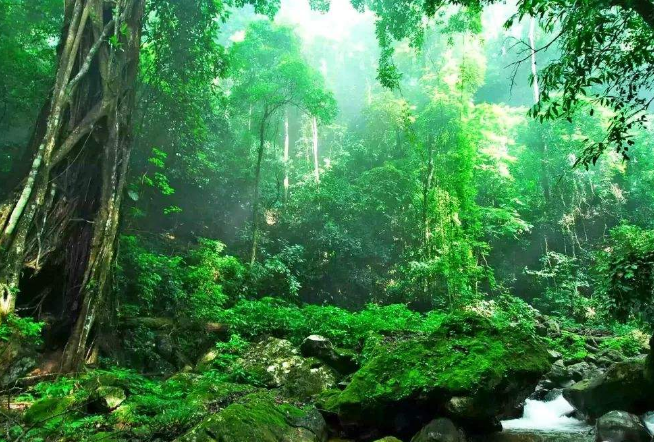世界最美十大热带雨林 带你走进神秘的大自然