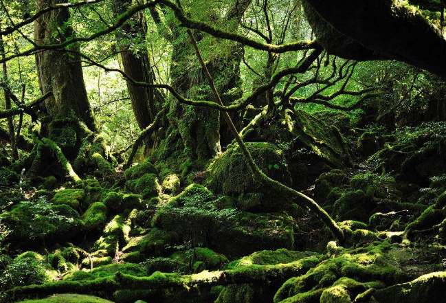 世界最美十大热带雨林 带你走进神秘的大自然