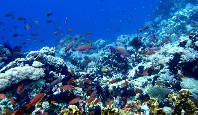 东南亚十大潜水圣地 分享东南亚最美潜水地爱潜水者必看