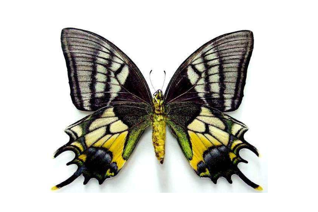 全球十大珍稀昆虫排行榜 第二名已经灭绝，第九名为蝴蝶