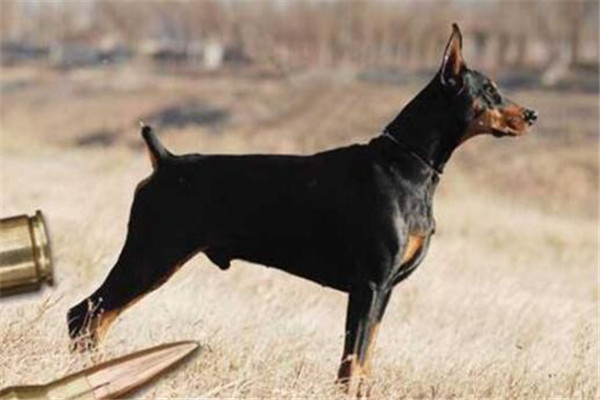 世界十大猛犬排名 杜高犬打得过野猪，你认识哪几种