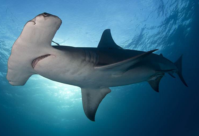世界最大的鲨鱼排行榜 鲸鲨位列第一，体型重达21.5吨