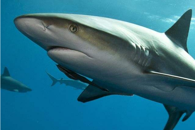 世界最大的鲨鱼排行榜 鲸鲨位列第一，体型重达21.5吨