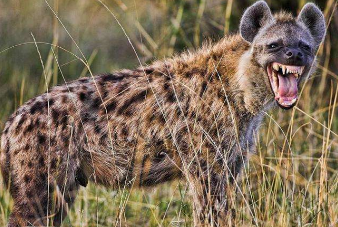 世界十大猛兽排行 鬣狗上榜，第一名为万兽之王