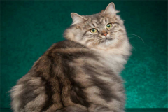 十大最温柔的猫排行榜：西伯利亚猫上榜，新加坡猫仅第八