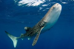 世界上最大的十种鱼类 鲸鲨第一，第七有“长江鱼王”之称