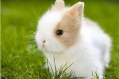 十大宠物兔品种，多种垂耳兔上榜，第一最小巧可爱